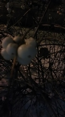 Symphoricarpos albus