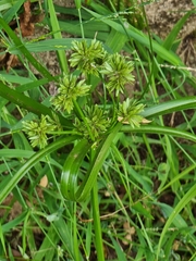 Cyperus eragrostis image