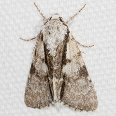 Acronicta funeralis