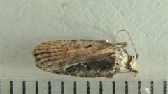 Agonopterix lythrella