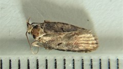 Agonopterix lythrella