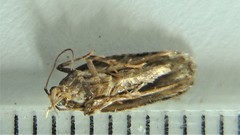 Agonopterix lythrella