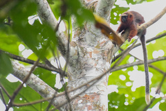 Plecturocebus discolor