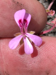 Pelargonium patulum
