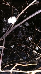 Symphoricarpos albus