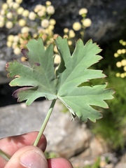Pelargonium patulum