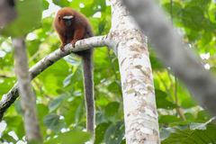 Plecturocebus discolor