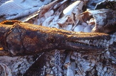 Atractosteus spatula