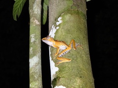 Polypedates otilophus