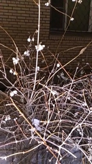 Symphoricarpos albus