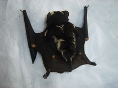 Glauconycteris superba