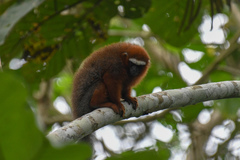 Plecturocebus discolor