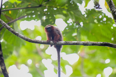 Plecturocebus discolor