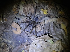 Ancylometes bogotensis