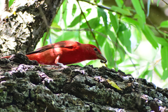 Piranga rubra