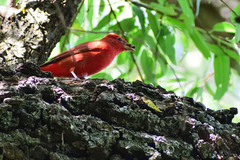Piranga rubra