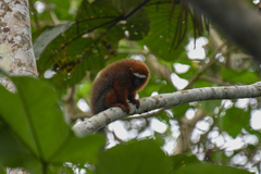 Plecturocebus discolor