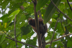 Plecturocebus discolor