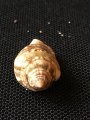 Maculastrombus maculatus