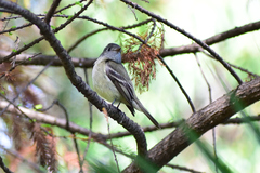Empidonax hammondii