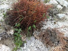Neogaerrhinum filipes