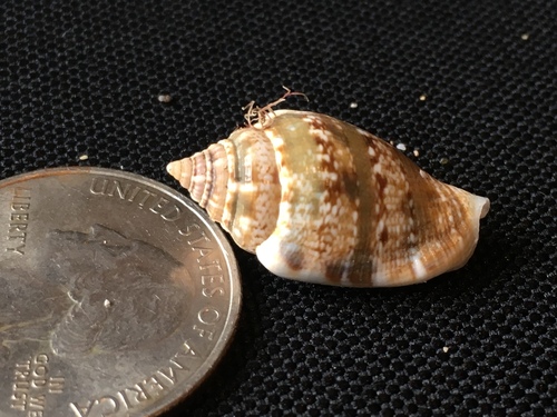 Maculastrombus maculatus observed 2018-11-18