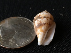 Maculastrombus maculatus