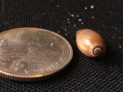 Monetaria caputophidii