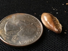 Monetaria caputophidii