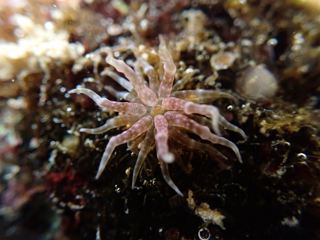 Swimming anemone