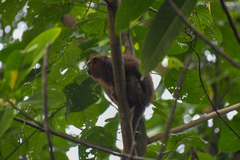 Plecturocebus discolor