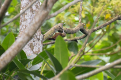 Xiphorhynchus guttatus