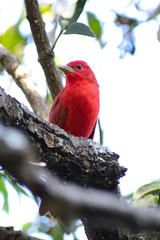 Piranga rubra