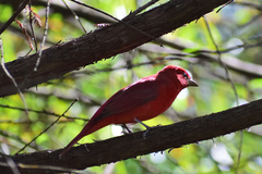 Piranga rubra