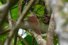 Xiphorhynchus guttatus