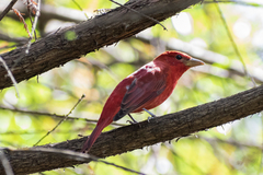 Piranga rubra