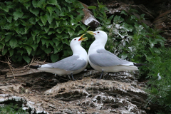 Rissa tridactyla tridactyla