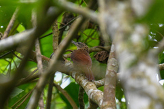 Xiphorhynchus guttatus