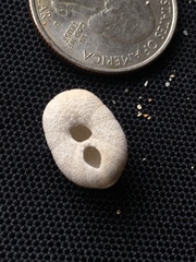 Echinoneus cyclostomus