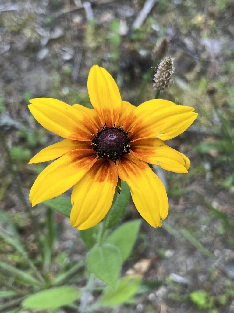 black-eyed Susan from Ross Lake National Recreation Area, Deming, WA ...
