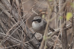 Mimus parvulus parvulus