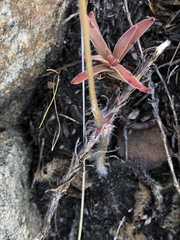 Pelargonium radiatum