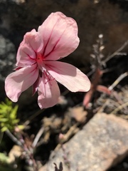 Pelargonium radiatum
