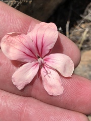 Pelargonium radiatum