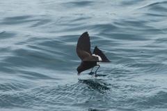 Oceanites gracilis