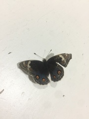 Junonia orithya