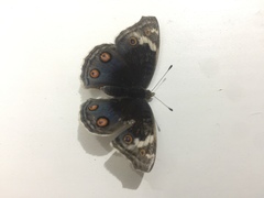Junonia orithya