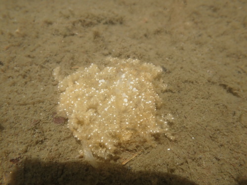 Mangrove Upsidedown Jelly photographed in Hawaii
