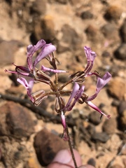 Pelargonium ternifolium