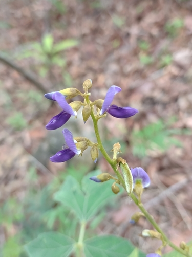 Pachyrhizus erosus
